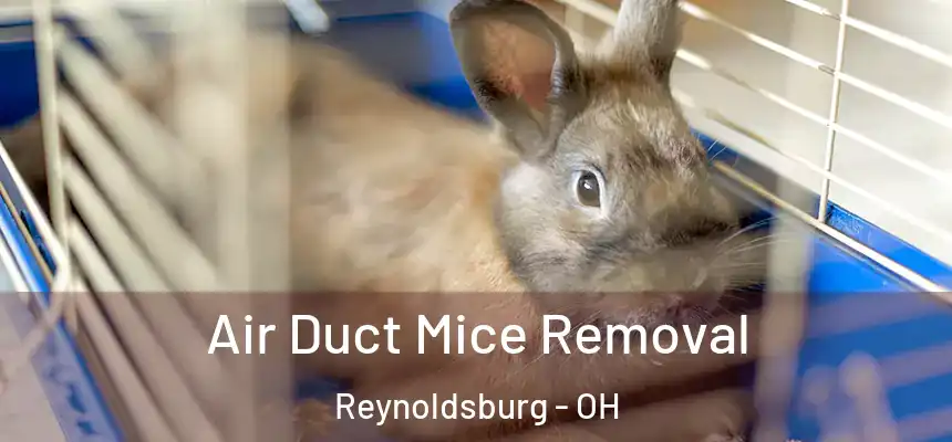  Air Duct Mice Removal Reynoldsburg - OH