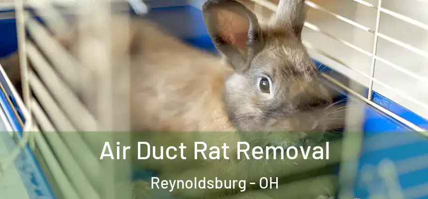Air Duct Rat Removal Reynoldsburg - OH